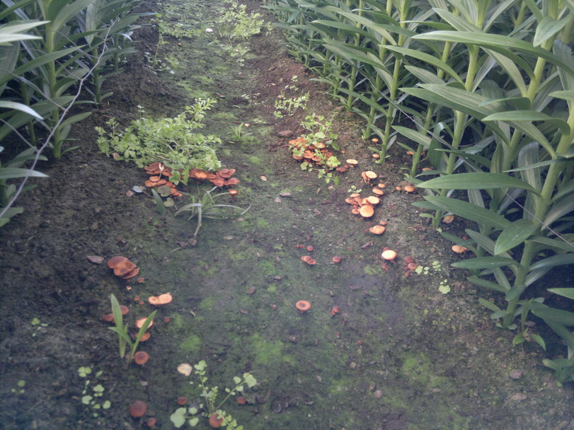 Sassenheim Estate field photo