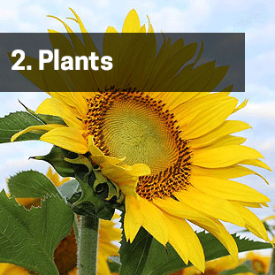 Plants