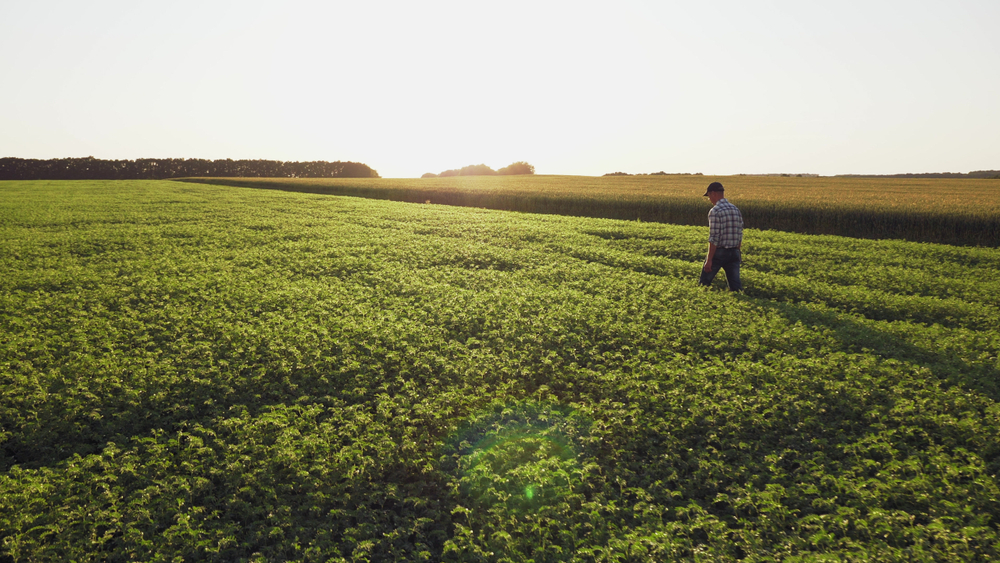 Farmer walking through healthy green fields at sunrise